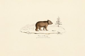 Ung brun bjørn fra Norge af Jacques Christophe Werner