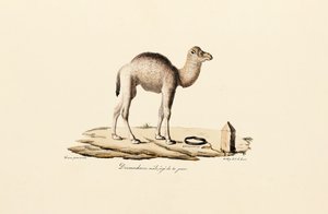 Ung dromedarkamel af Jacques Christophe Werner