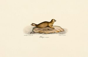 Ung spættet sæl af Jacques Christophe Werner