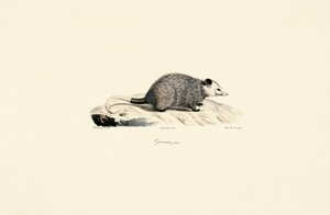 Ung opossum af Jacques Christophe Werner