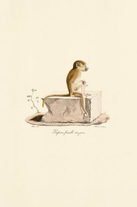 Ung hun-guineabavian af Jacques Christophe Werner