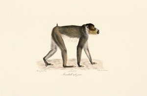 Ung mandrill-han af Jacques Christophe Werner