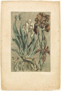 Iris Florentina, fra Collection des plantes usuelles, curieuses, et étrangères af Jacques Fabien Gautier d
