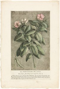 The Periwinkle of Java, fra Collection of Usual, Curious, and Foreign Plants (samling af almindelige, mærkelige og udenlandske planter)