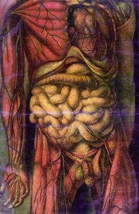 Torso af en mand, der viser tarmene, fra 