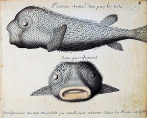 Panserfisk, forfra og fra siden, Sao Vicente-øen, Kap Verde, akvarel fra logbog af Jacques Gouin de Beauchesne (1652-1730), kaptajn på Compagnie royale de la Mer du Sud, fra 1698 til 1701, Frankrig