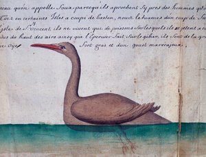 Fugl kaldet Foux (Booby), øen Sao Vicente, Kap Verde, akvarel fra logbog af Jacques Gouin de Beauchesne (1652-1730), kaptajn på Compagnie royale de la Mer du Sud, fra 1698 til 1701, Frankrig
