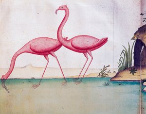 Pink flamingoer, Galapagos-øerne, akvarel fra logbog af Jacques Gouin de Beauchesne (1652-1730), kaptajn på Compagnie royale de la Mer du Sud, fra 1698 til 1701, Frankrig