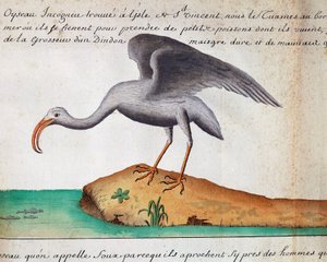 White Ibis (Eudocimus albus), Sao Vicente-øen, Kap Verde, akvarel fra logbog af Jacques Gouin de Beauchesne (1652-1730), kaptajn på Compagnie royale de la Mer du Sud, fra 1698 til 1701, Frankrig