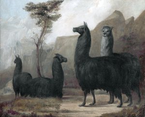Alpacaer af Jacques Laurent Agasse