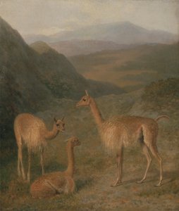Vicunas af Jacques Laurent Agasse