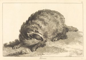 Blereau (grævling)