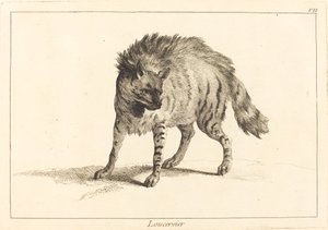 Loucervier (hyæne)