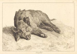 Sanglier (vildsvin liggende, hoved til venstre)
