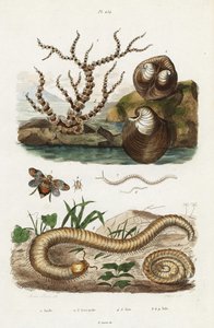 Bambuskoral, oksehjertemusling og plantehoppere.