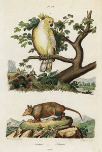 Gul-kakadue og bæltedyr.