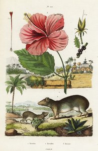 Klippehule og kinesisk hibiscus.