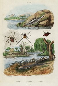 Søsnegl, haveedderkop og europæisk smelt., 1834-1839 (gravering)