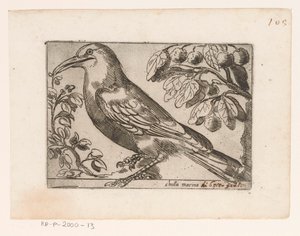 Vogel Chuta marina (titel på objekt) Vogels (serietitel) af Jacques de Fornazeris (possibly)