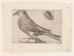 Stær (Sturnus vulgaris) Storno (titel på objekt) Fugle (serietitel)