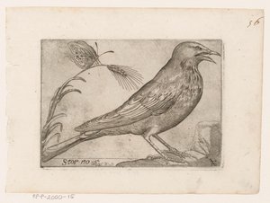 Stær (Sturnus vulgaris) Storno (titel på objekt) Fugle (serietitel)