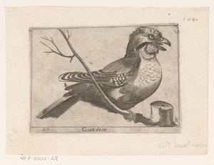 Jay (Garrulus glandarius) Giandara (titel på objekt) Fugle (serietitel)