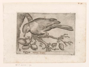 Vogel Poli gola (titel på objekt) Vogels (serietitel)
