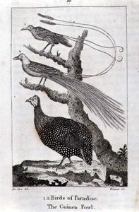 Birds of Paradise and a Guinea Fowl, fra 