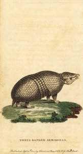 Brasiliansk trebåndet bæltedyr, Tolypeutes tricinctus, 1800 (gravering)