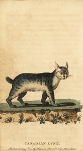 Canadisk los, Lynx canadensis., 1800 (gravering)