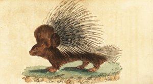 Kampindsvin, Hystrix cristata., 1800 (gravering)