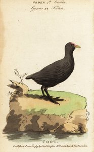 Hønehøne, Fulica atra
