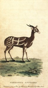 Udspændt bushbuck eller kewel, Tragelaphus scriptus., 1800 (gravering)