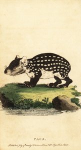 Lowland paca eller plettet paca, Cuniculus paca., 1800 (gravering)