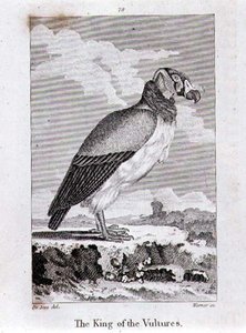 The King of The Vultures, fra 