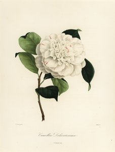 Camellia japonica sort, camellia meget delikat