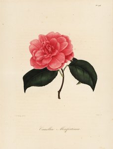 Sorten Camellia japonica, Camellia monfortiana