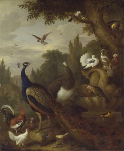 Påfugle, påfugle, papegøjer, kanariefugle og andre fugle i en park, ca. 1708-10