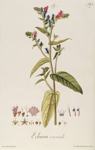 Echium: Orientale fra "Plante Icons", ca. 1763 (gravering) af Jakob Christoph Keller