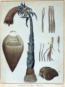 Banan - i "" Rejse til Nubien og Abessinien påtaget sig for at opdage Nilens kilder i årene 1768 til 1772", af James Bruce, vol. 1, Paris af James Bruce