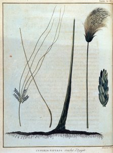 Cyperus papyrus, stamme af Egypten - i "" Rejse til Nubien og Abessinien påtaget sig for at opdage Nilens kilder i årene 1768 til 1772", af James Bruce, vol. 1, Paris af James Bruce