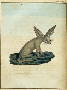Fennec - i "" Rejsen til Nubien og Abessinien påtaget sig for at opdage Nilens kilder i årene 1768 til 1772", af James Bruce, vol. 1, Paris af James Bruce