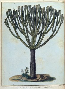 Kol-quall (Kol quall), euphorbia (kaktus) - i "" Rejsen til Nubien og Abessinien påtaget sig for at opdage Nilens kilder i årene 1768 til 1772", af James Bruce, vol. 1, Paris af James Bruce