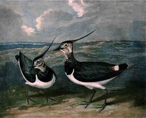 Plovers, plade 9 af British Feather Game, indgraveret af Charles Turner (1773-1857), pub. af R. Ackermann, ca. 1810 (mezzotintgravering) af James (after) Barenger