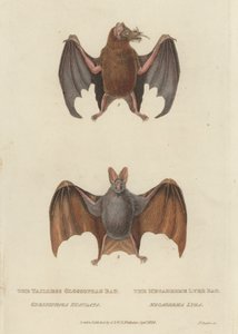 Haleløs Glossophag Bat og Megaderme Lyre Bat (farvet indgravering) af James (after) Basire