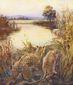 Det hellige land: Leoparder i "Jordans stolthed" (farvelitografi)