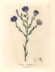 Blåblomstret hør, Linum usitatissimum, fra en botanisk illustration af James Sowerby fra William Woodville og Sir William Jackson Hookers "Medical Botany" 1832 (håndfarvet kobberstik) af James (after) Sowerby