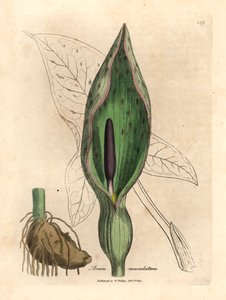 Almindelig arum, Arum maculatum, fra en botanisk illustration af James Sowerby fra William Woodville og Sir William Jackson Hookers "Medical Botany" 1832 (håndfarvet kobberstik) af James (after) Sowerby