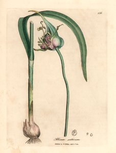 Almindelig dyrket hvidløg, Allium sativum, fra en botanisk illustration af James Sowerby fra William Woodville og Sir William Jackson Hookers "Medical Botany" 1832 (håndfarvet kobberstik) af James (after) Sowerby