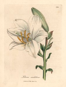 Almindelig hvid lilje, Lilium candidum, fra en botanisk illustration af James Sowerby fra William Woodville og Sir William Jackson Hookers "Medical Botany" 1832 (håndfarvet kobberstik)